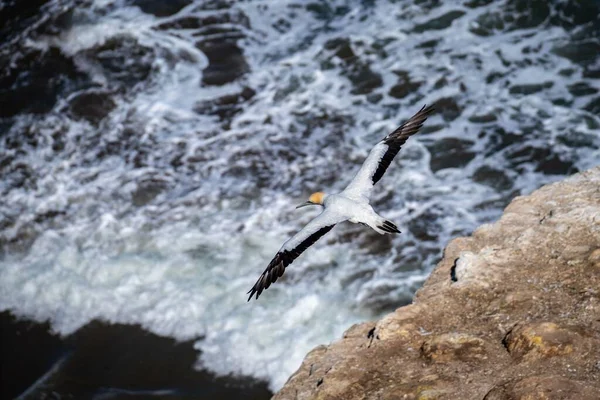 Muriwai Yeni Zelanda Deniz Dalgaları Üzerinde Uçan Bir Kuşunun Yüksek — Stok fotoğraf