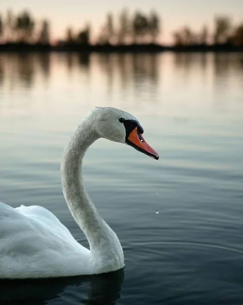 湖に浮かぶ優雅な白鳥の選択的フォーカスショット — ストック写真