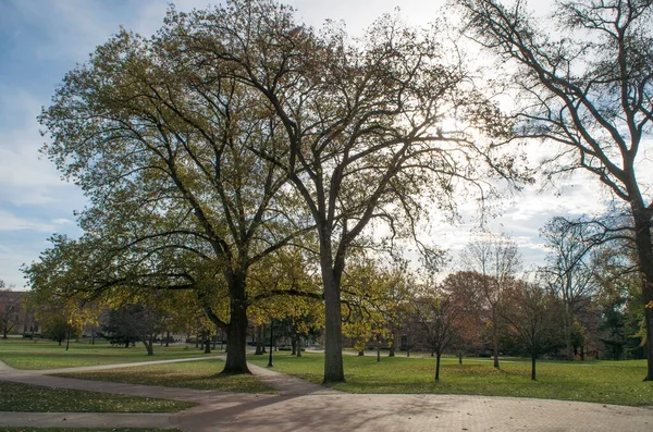 Les Chênes Dans Parc Université État Ohio — Photo