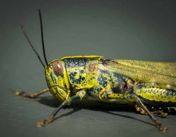 Een Macro Shot Van Details Een Groene Sprinkhaan — Stockfoto