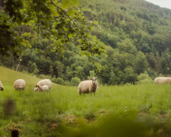 鬱蒼とした森の近くの緑の草原の羊の群れ — ストック写真