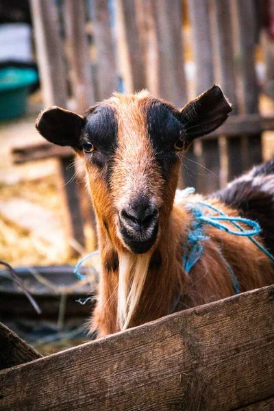 Çiftlikte Bir Keçinin Dikey Görüntüsü — Stok fotoğraf