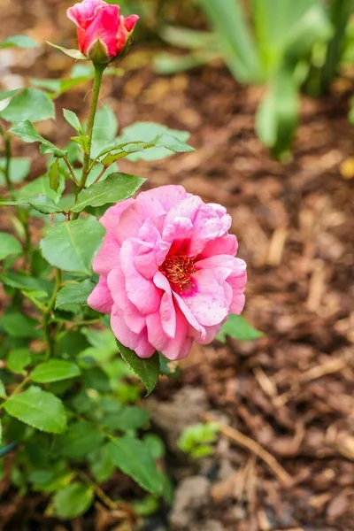 Вертикальный Крупный План Розовой Розы Саду — стоковое фото