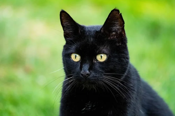 Egy Fekete Macska Közelsége Homályos Háttérrel — Stock Fotó
