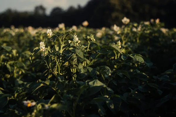 Closeup Shot Blossoming Potato Field — Stock Photo, Image