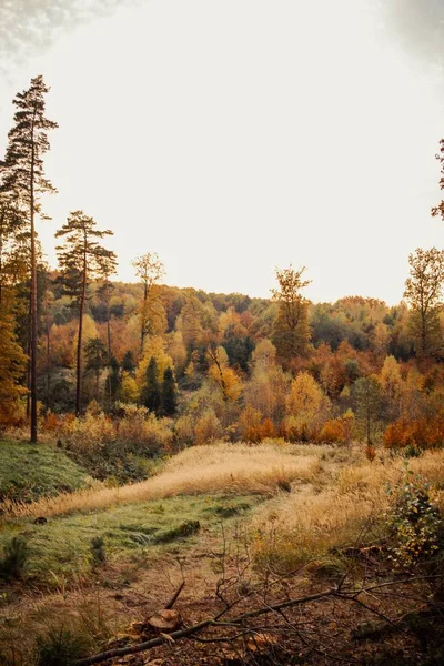 Een Verticaal Shot Van Een Prachtig Herfstbos Met Gouden Bladeren — Stockfoto