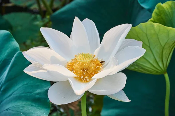 Primer Plano Una Flor Loto Blanco Jardín Con Una Abejita — Foto de Stock