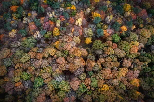 Flygfoto Över Höstens Träd — Stockfoto