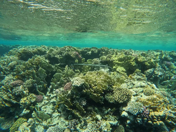 Μια Υποβρύχια Λήψη Των Κοραλλιών — Φωτογραφία Αρχείου
