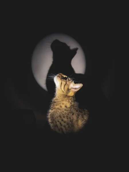 Eine Vertikale Aufnahme Einer Grau Gestreiften Katze Mit Dem Schatten — Stockfoto