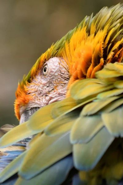 Ένα Κάθετο Πλάνο Του Μπλε Και Κίτρινο Macaw Στο Θολό — Φωτογραφία Αρχείου