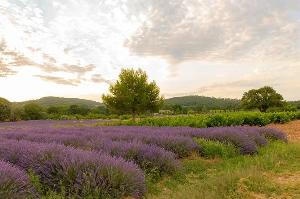 Lavender Field Provence Beautiful Landscape Spring — Stock Photo, Image