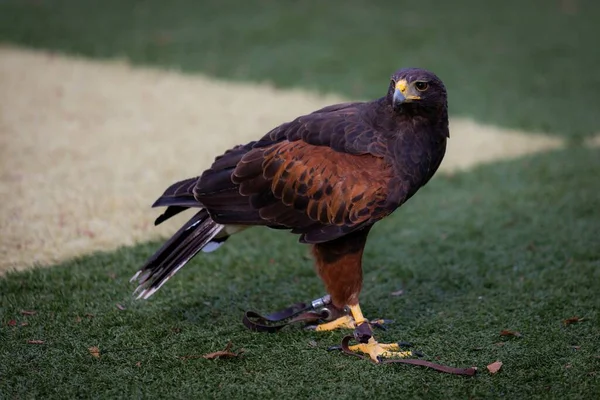 Een Selectieve Focusshot Van Harris Havik Parabuteo Unicinctus Groen Gras — Stockfoto