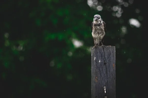 Een Canada Gaai Hoog Een Van Hout Stam Tegen Wazig — Stockfoto