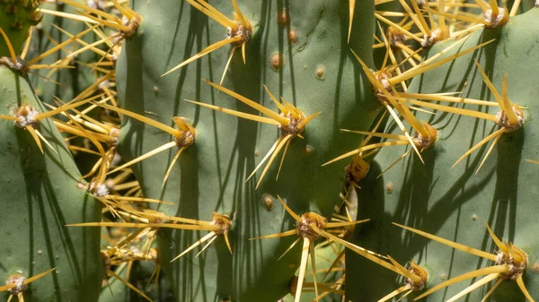 Närbild Grön Kaktus Med Långa Gula Spikar Solig Dag — Stockfoto