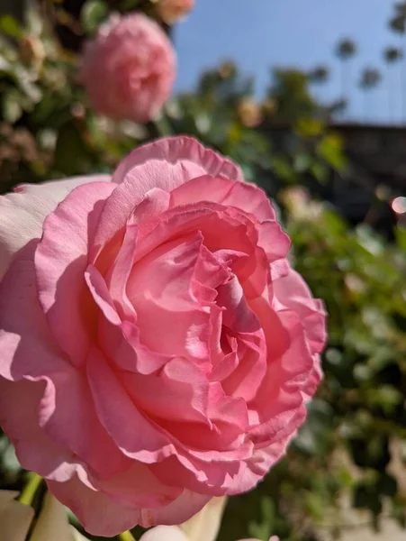 Избранный Розовый Цветок Розы Саду — стоковое фото