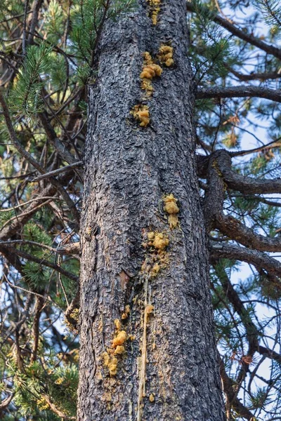 Vertical Shot Old Tree Comandra Blister Rust — Stock Photo, Image
