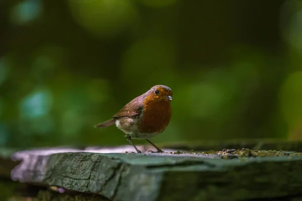 Ένα Κοντινό Πλάνο Ενός Πουλιού Robin Ένα Δάσος Erithacus Rubecula — Φωτογραφία Αρχείου