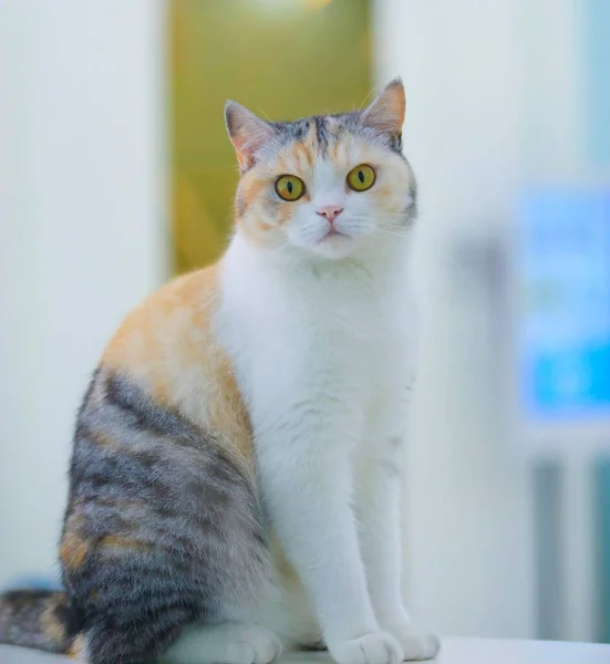 Disparo Vertical Adorable Gato Calico Ojos Verdes — Foto de Stock