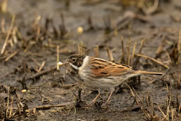 Reed Macho Bunting Sentado Chão Lamacento — Fotografia de Stock