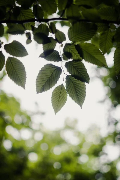 Une Sélection Feuilles Vertes Sous Lumière Soleil — Photo