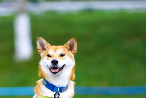 Tiro Foco Raso Cão Sorridente Bonito Shiba Inu Parque — Fotografia de Stock