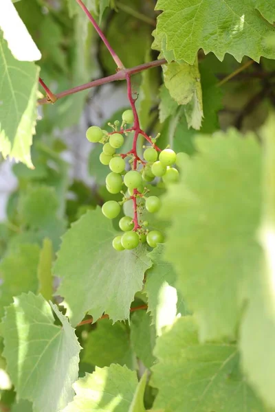 Een Verticale Close Van Onrijpe Druiven Opknoping Van Wijnstok — Stockfoto