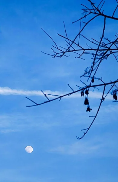 Вид Місяць Гілок Блакитному Небі — стокове фото