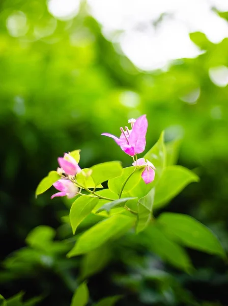 Вертикальний Вибірковий Фокус Маленької Рожевої Квітки Бугенвілля Розмитим Природним Фоном — стокове фото