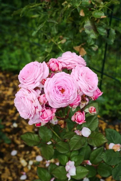 Вертикальный Крупный План Розовых Роз Флорибунды Саду — стоковое фото