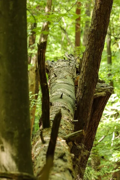 Tiro Vertical Uma Árvore Caída Uma Floresta — Fotografia de Stock