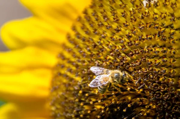 Tiro Close Uma Abelha Empoleirada Nas Pequenas Flores Girassol Coletando — Fotografia de Stock