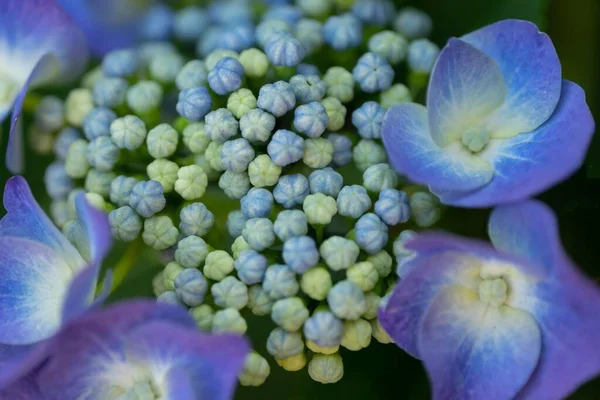 Närbild Skott Blå Flox Blommor Och Små Blomknoppar — Stockfoto