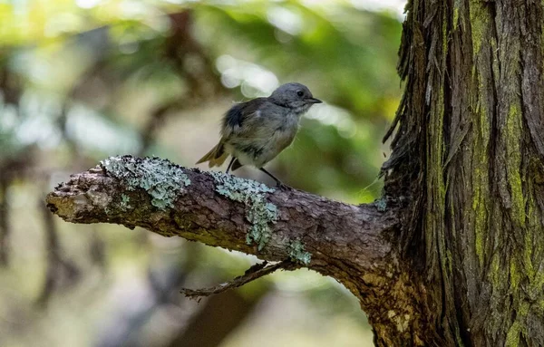 Zbliżenie Ujęcie Szarego Puszystego Ptaka Siedzącego Gałęzi Drzewa Naukowym Rezerwacie — Zdjęcie stockowe