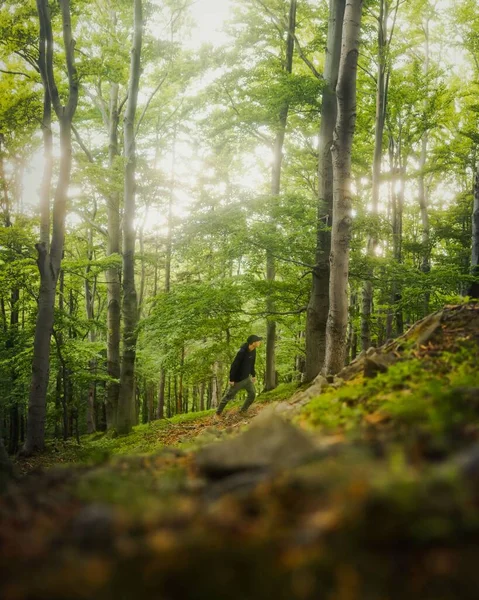 Мужчина Турист Густом Зеленом Лесу — стоковое фото