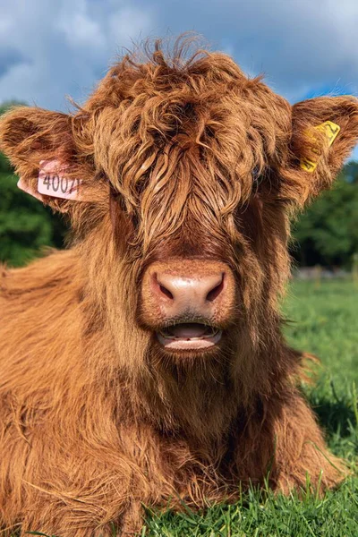 Retrato Vertical Una Vaca Escocesa Marrón Las Tierras Altas Descansando —  Fotos de Stock