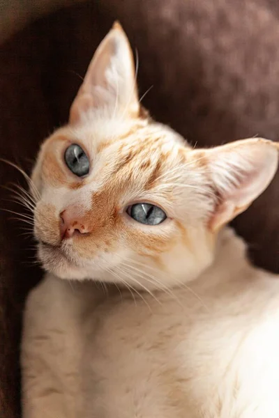 Muhteşem Mavi Gözlü Kızıl Bir Tekir Kedinin Dikey Görüntüsü — Stok fotoğraf