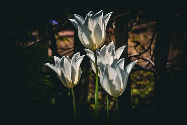 Саду Вистрілили Тюльпани Білого Тріумфатора — стокове фото
