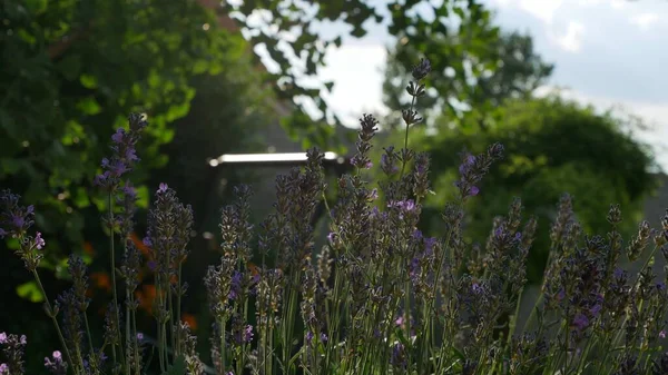 Primer Plano Lavanda Púrpura Floreciendo Jardín — Foto de Stock