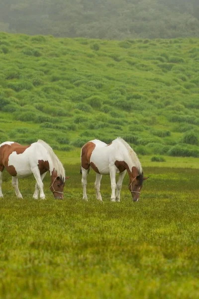 Vertical Show Two Brown White Horses Pasturing Field Kumamoto Japan — Stock Photo, Image