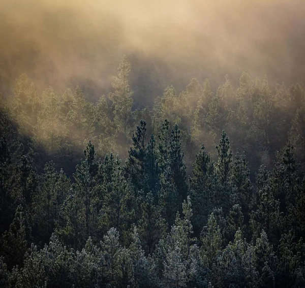 Dramatische Aufnahme Eines Winternebel Gehüllten Waldes — Stockfoto