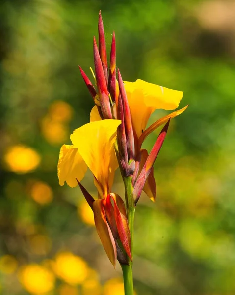 Tiro Vertical Uma Flor Lírio Canna Amarelo Luz Dia Fundo — Fotografia de Stock