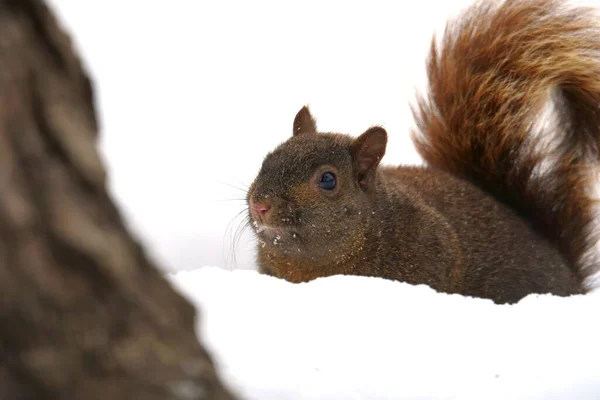 Nahaufnahme Eines Eichhörnchens Schnee — Stockfoto