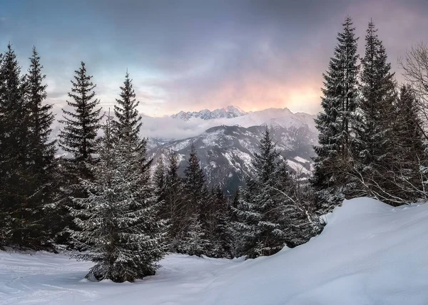 Потрясающий Вид Снежную Сосновую Рощу Рассвете — стоковое фото