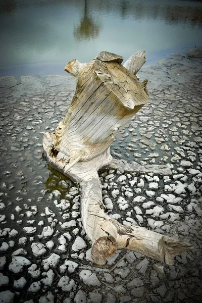 美しい海の近くの壊れた木の垂直ショット — ストック写真