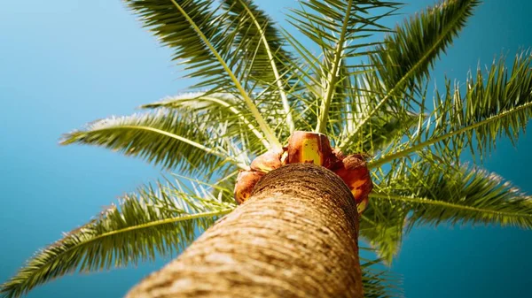 Tiro Ângulo Baixo Uma Palmeira Abaixo Céu Azul — Fotografia de Stock