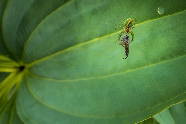 Een Close Van Een Spin Die Een Insect Ving Zijn — Stockfoto