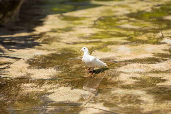 Primer Plano Una Paloma Blanca Sentada Suelo — Foto de Stock