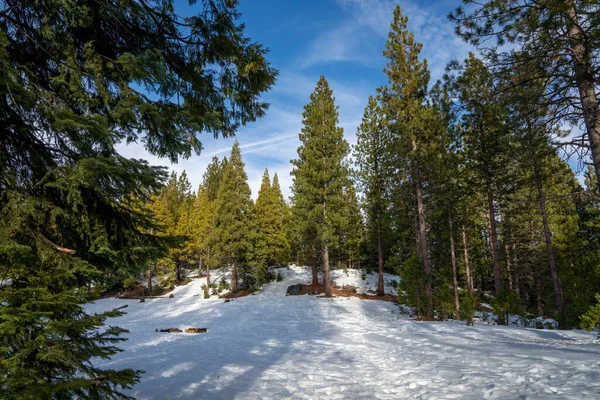 Piękny Leśny Krajobraz Pokryty Białym Śniegiem Zimie Centralnej Kalifornii — Zdjęcie stockowe