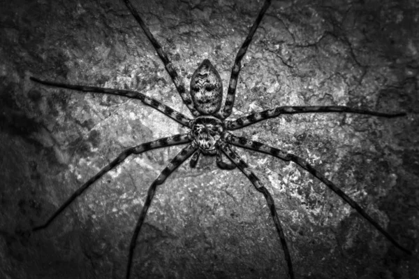 Grayscale Huntsman Spider Eusparassus Walckenaeri Rocky Wall — Stock Photo, Image